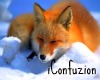 iCon | "Fox" Poster