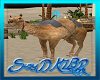 Se Egipt Camel