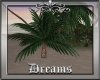 Dreamz Palm