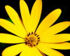 6v3| Yellow Flower Light