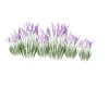 {LS} Lavender Flowers