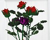 LW - 2 kinds of roses