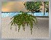 Suer Fern Plant