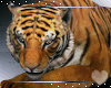 Animated Tiger -Pet
