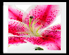 pretty pink lily