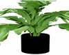 Green Plant 