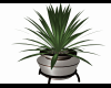 Set Plant