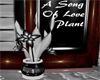 A Song Of Love Plant