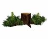 Woodland tree stump