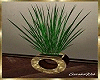Gold Potted Grass Plant