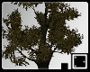 ♠ Medium Old Tree