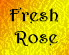 [F] Fresh Rose