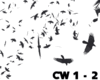 Q| Black Crows w sound