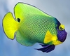 Animated Reef Fish