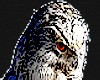 oowl