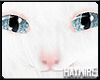 :White Kitten BL - Head