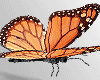 Animations Butterflies