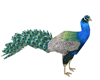 Peacock (KL)