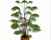 exotic plant WR1