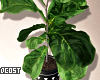 Fiddle Leaf Tree