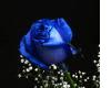 blue rose drumset