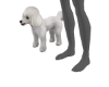 [M] Poodle Dog