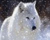 LS sticker wolf blanco