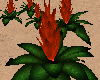 Bromeliads Plants anim