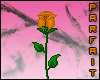 (*Par*) Orange Rose