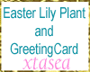 Easter Lily and Card