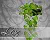 LEX hanging plant