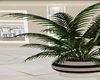 house plant big