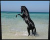 Horse Frame Adana1