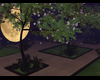 Night Courtyard