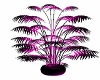 pinkblush plant