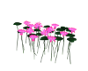 Pink Lotus