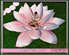 Sakura Meditation Lotus