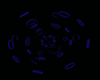 Blue Spinners