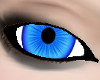 LBlue Eyes (M)/SP