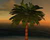 2u Caribbean Palm Tree