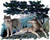 TWO WOLVES