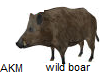wild boar DOMUZ