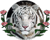 white tiger rose