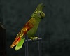 French Parrot