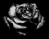 *CV*Spanish Black Rose