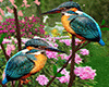 Backyard -garden birds