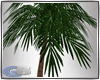 [GB]palms