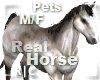R|C Horse Cream M/F