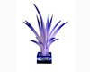 -ND- blue dragon plant 2