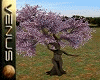 ~V~Nymph Tree Spring